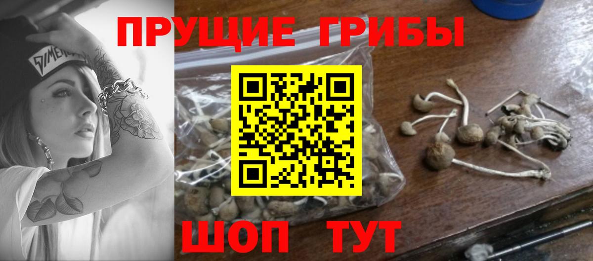 Глазов  Псилоцибиновые грибы Cubensis  Вход с VPN  Псилоцибиновые грибы GOLDEN TEACHER 